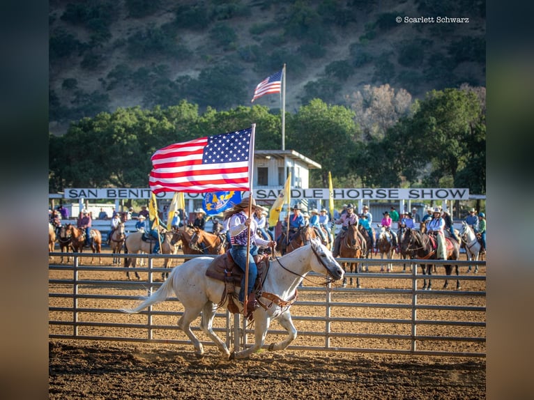 American Quarter Horse Castrone 14 Anni 147 cm Grigio in Paso Robles CA