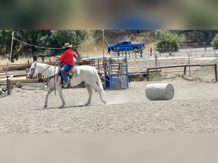 American Quarter Horse Castrone 14 Anni 147 cm Grigio in Paso Robles CA