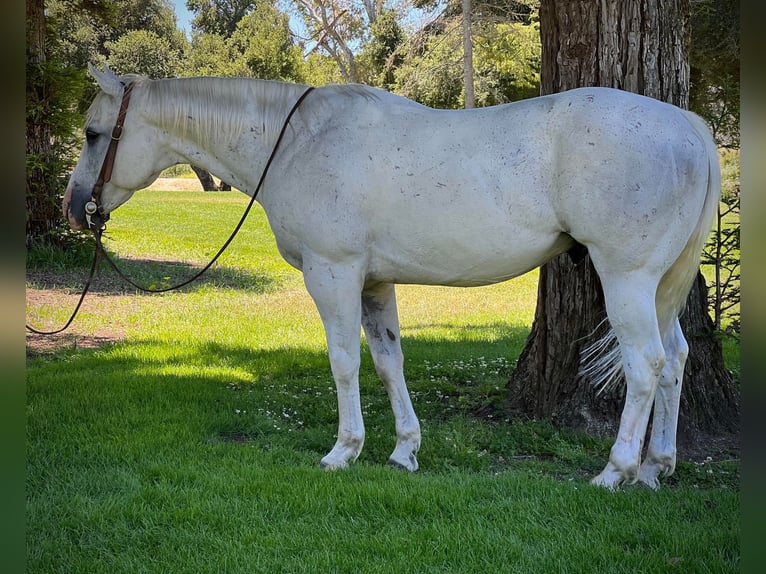 American Quarter Horse Castrone 14 Anni 147 cm Grigio in Paso Robles CA