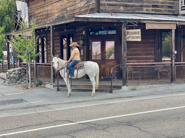 American Quarter Horse Castrone 14 Anni 147 cm Grigio in Paso Robles CA