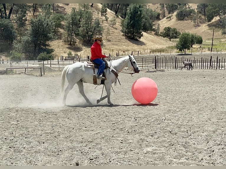 American Quarter Horse Castrone 14 Anni 147 cm Grigio in Paso Robles CA