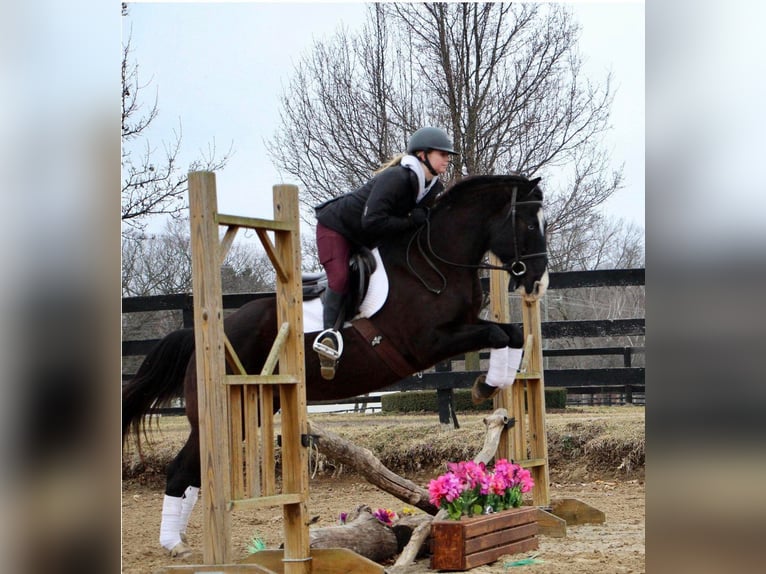 American Quarter Horse Castrone 14 Anni 147 cm Morello in MO