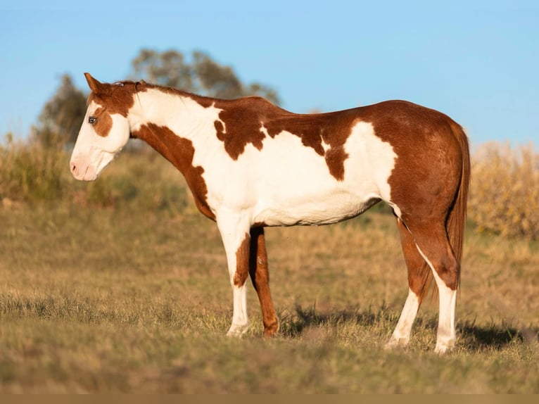 American Quarter Horse Castrone 14 Anni 147 cm Overo-tutti i colori in Weatherford TX