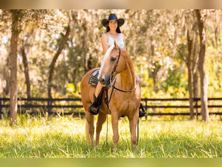 American Quarter Horse Castrone 14 Anni 147 cm Palomino in Brooksville FL