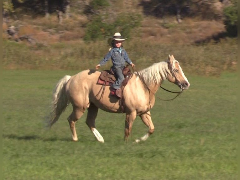 American Quarter Horse Castrone 14 Anni 147 cm Palomino in Rushville, NE