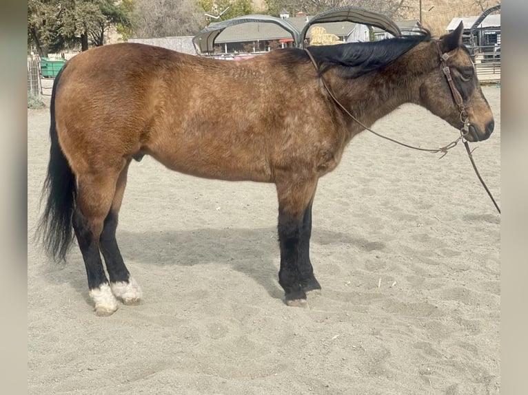 American Quarter Horse Castrone 14 Anni 147 cm Pelle di daino in Bitterwater CA