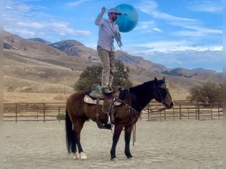 American Quarter Horse Castrone 14 Anni 147 cm Pelle di daino in Bitterwater CA