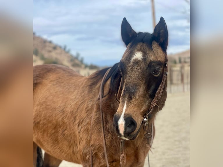 American Quarter Horse Castrone 14 Anni 147 cm Pelle di daino in Bitterwater CA