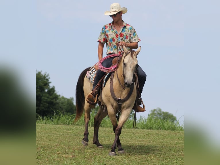 American Quarter Horse Castrone 14 Anni 147 cm Pelle di daino in Brodhead KY