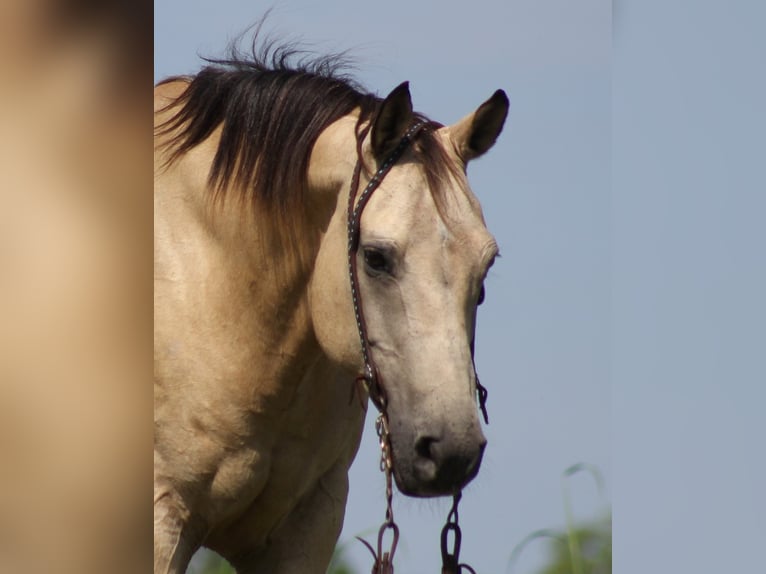 American Quarter Horse Castrone 14 Anni 147 cm Pelle di daino in Brodhead KY