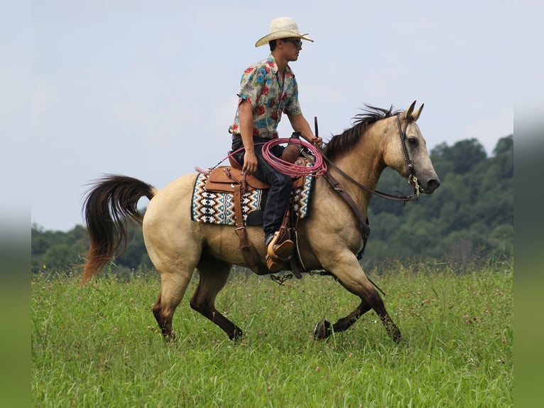 American Quarter Horse Castrone 14 Anni 147 cm Pelle di daino in Brodhead KY