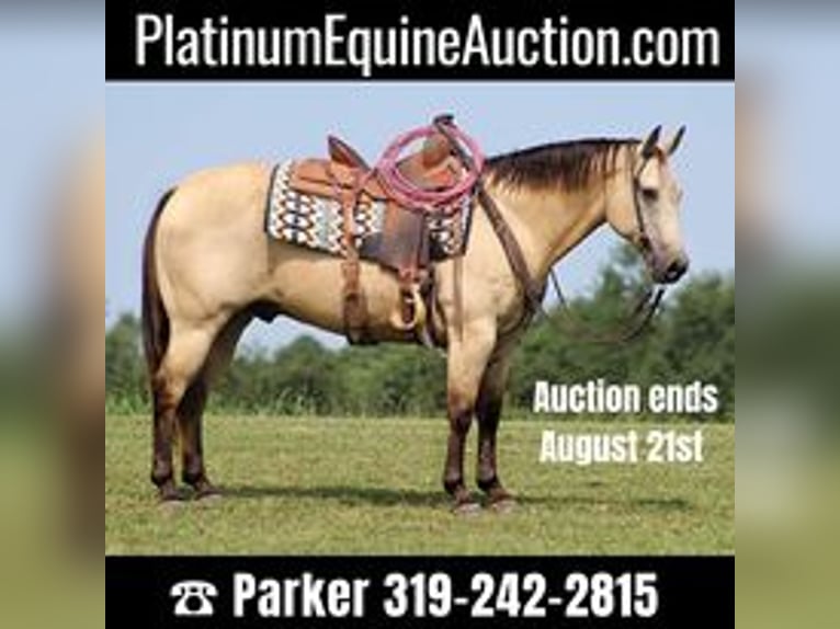 American Quarter Horse Castrone 14 Anni 147 cm Pelle di daino in Brodhead KY