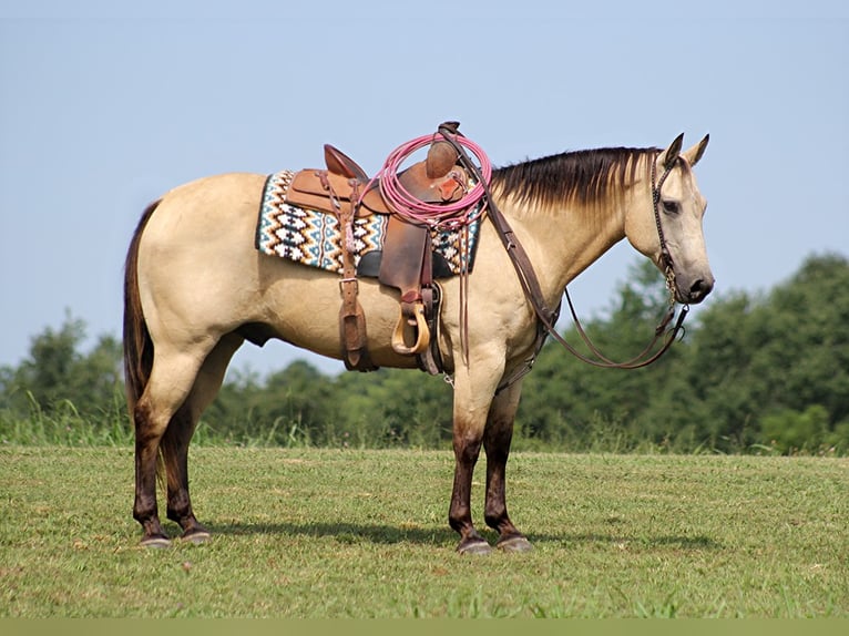 American Quarter Horse Castrone 14 Anni 147 cm Pelle di daino in Brodhead KY