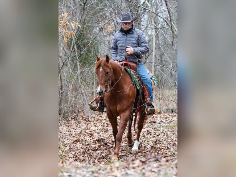 American Quarter Horse Castrone 14 Anni 147 cm Sauro ciliegia in HARDINSBURG IN