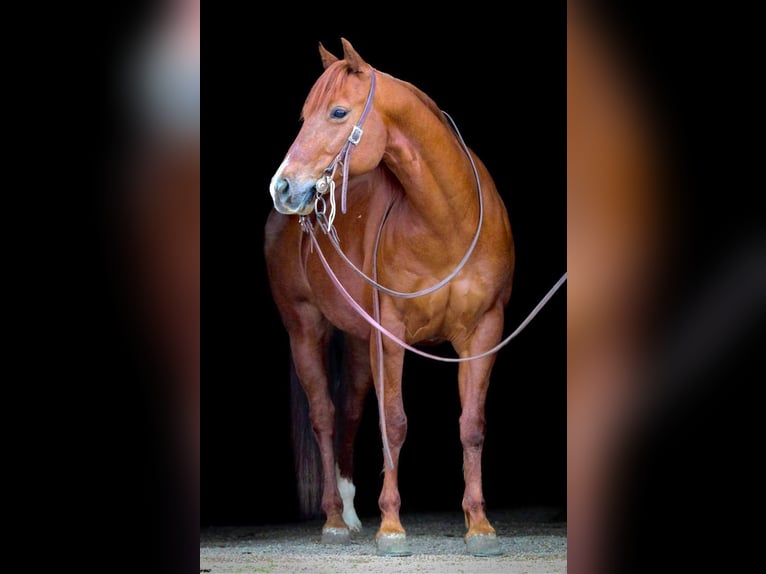 American Quarter Horse Castrone 14 Anni 147 cm Sauro ciliegia in HARDINSBURG IN