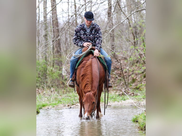 American Quarter Horse Castrone 14 Anni 147 cm Sauro ciliegia in HARDINSBURG IN