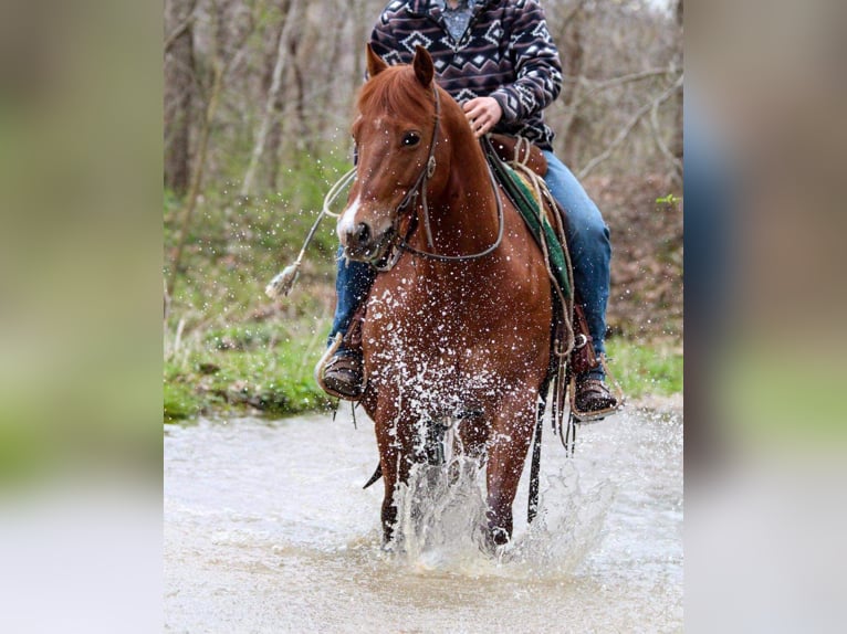 American Quarter Horse Castrone 14 Anni 147 cm Sauro ciliegia in HARDINSBURG IN