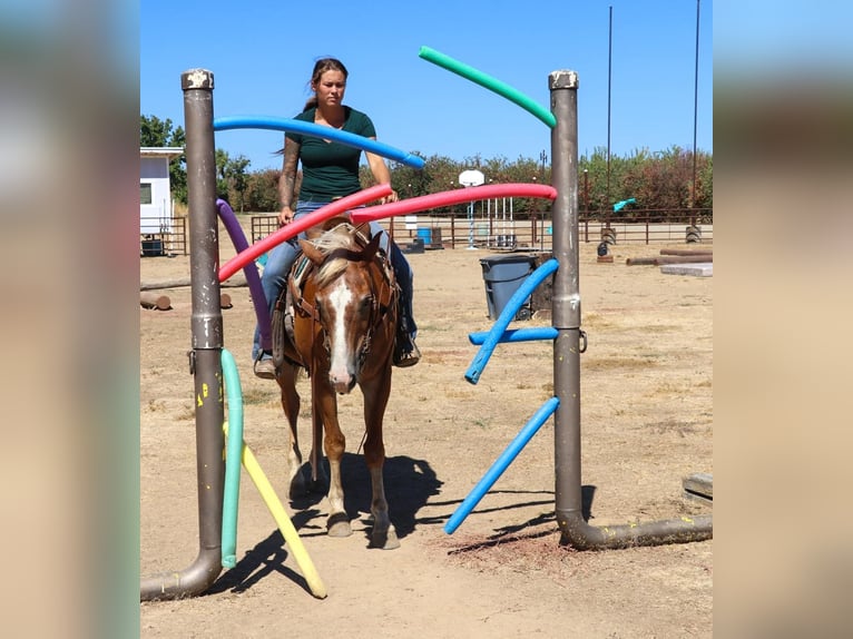 American Quarter Horse Castrone 14 Anni 147 cm Sauro scuro in Pleasant Grove CA