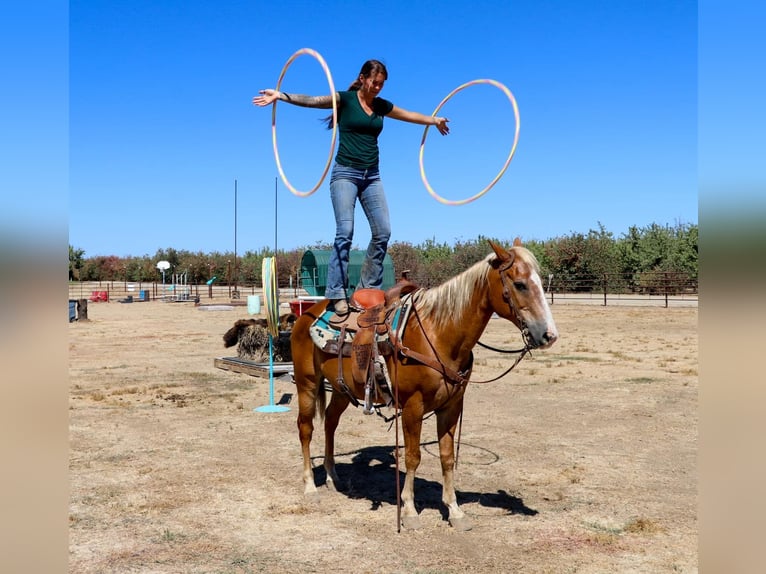 American Quarter Horse Castrone 14 Anni 147 cm Sauro scuro in Pleasant Grove CA