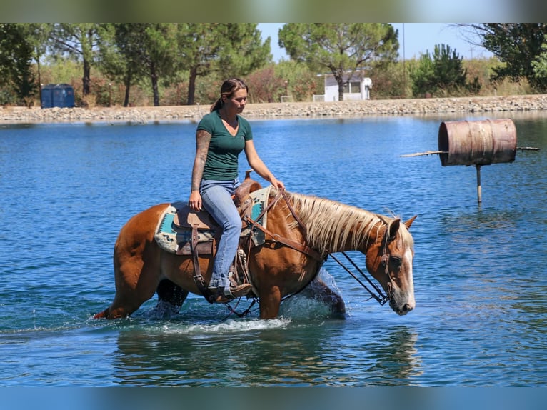 American Quarter Horse Castrone 14 Anni 147 cm Sauro scuro in Pleasant Grove CA