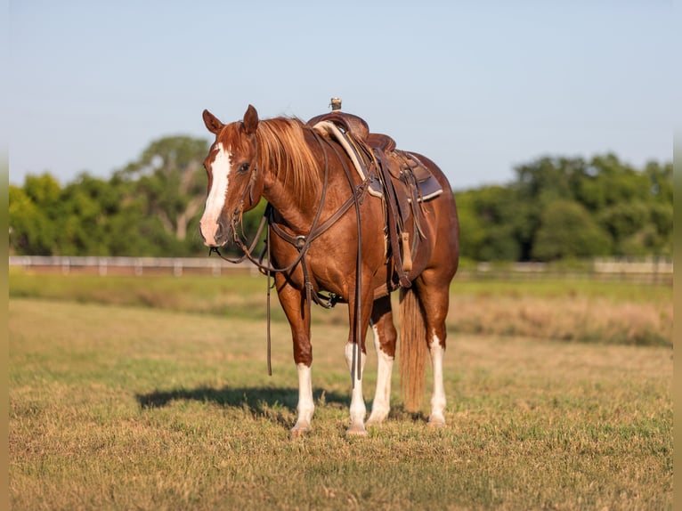 American Quarter Horse Castrone 14 Anni 147 cm Sauro scuro in Weatherford TX