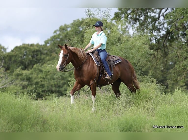 American Quarter Horse Castrone 14 Anni 147 cm Sauro scuro in Weatherford TX