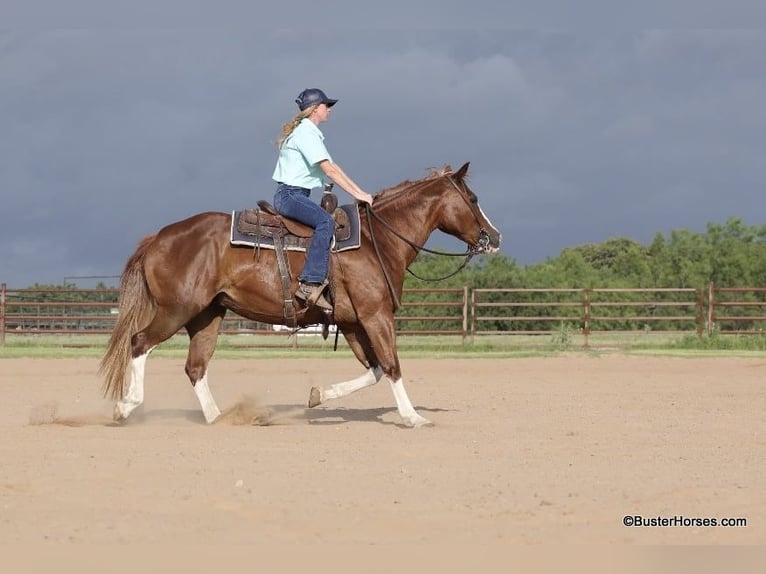 American Quarter Horse Castrone 14 Anni 147 cm Sauro scuro in Weatherford TX