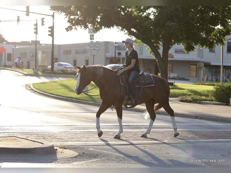 American Quarter Horse Castrone 14 Anni 147 cm Sauro scuro in Weatherford TX