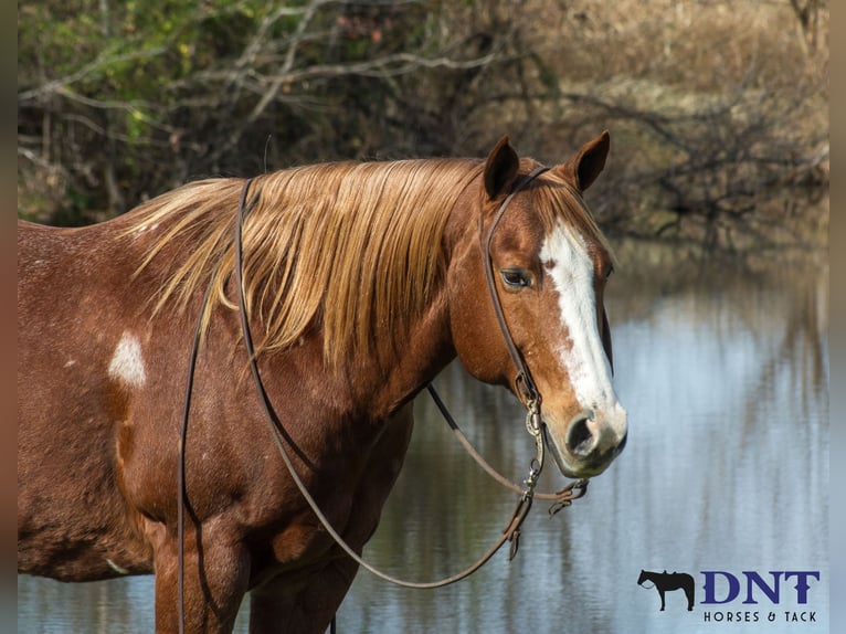 American Quarter Horse Castrone 14 Anni 147 cm Sauro scuro in Henderson