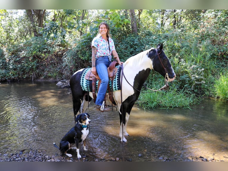 American Quarter Horse Castrone 14 Anni 147 cm Tobiano-tutti i colori in Pleasant Grove CA