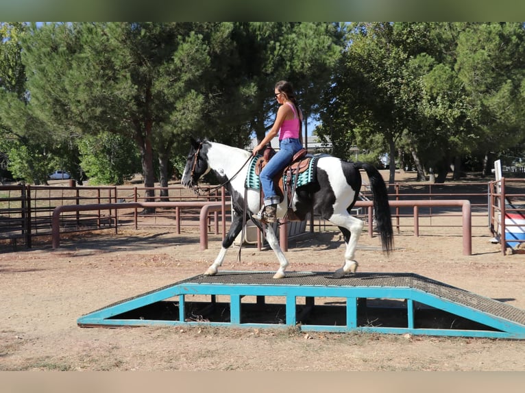 American Quarter Horse Castrone 14 Anni 147 cm Tobiano-tutti i colori in Pleasant Grove CA