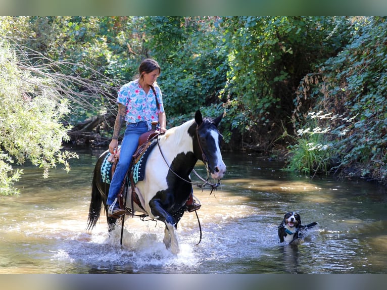 American Quarter Horse Castrone 14 Anni 147 cm Tobiano-tutti i colori in Pleasant Grove CA