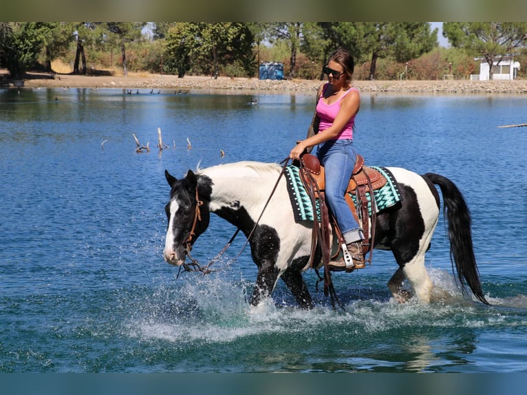 American Quarter Horse Castrone 14 Anni 147 cm Tobiano-tutti i colori in Pleasant Grove CA