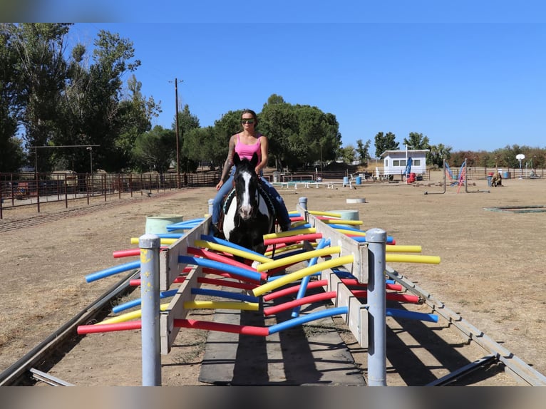 American Quarter Horse Castrone 14 Anni 147 cm Tobiano-tutti i colori in Pleasant Grove CA