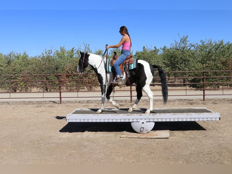 American Quarter Horse Castrone 14 Anni 147 cm Tobiano-tutti i colori in Pleasant Grove CA