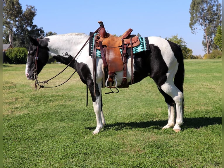 American Quarter Horse Castrone 14 Anni 147 cm Tobiano-tutti i colori in Pleasant Grove CA