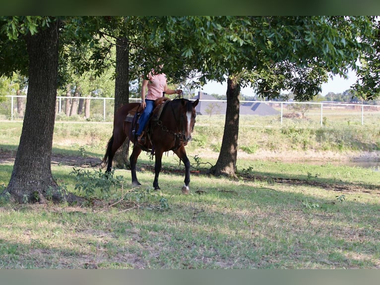 American Quarter Horse Castrone 14 Anni 150 cm Baio ciliegia in Stephenville TX