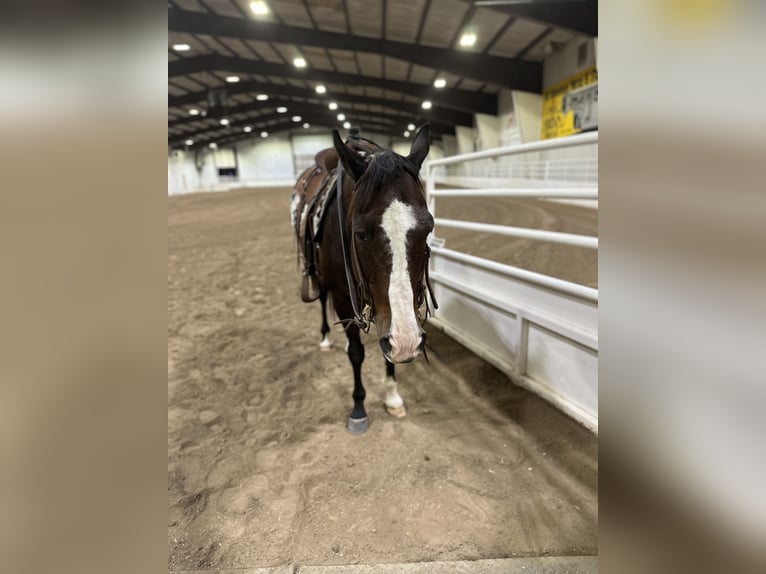 American Quarter Horse Castrone 14 Anni 150 cm Baio ciliegia in Cannon Falls