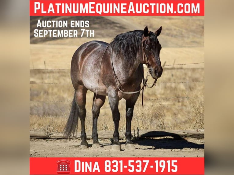 American Quarter Horse Castrone 14 Anni 150 cm Baio roano in Paicines CA