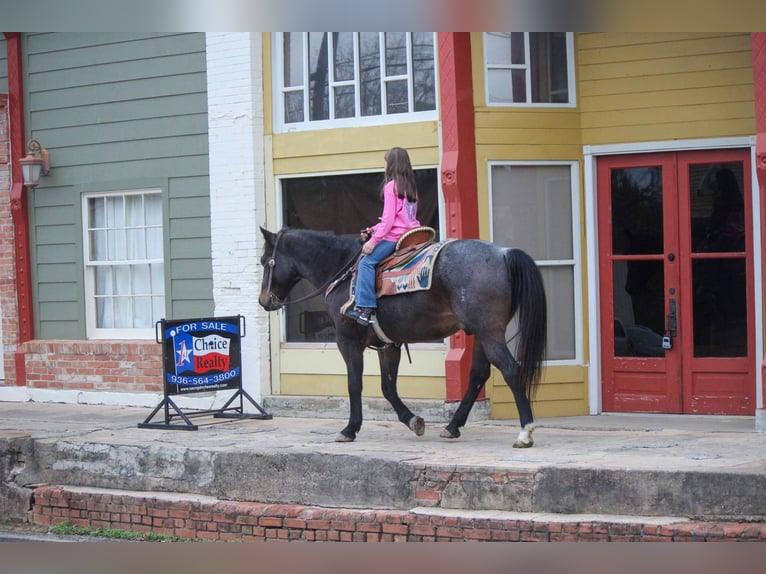 American Quarter Horse Castrone 14 Anni 150 cm Baio roano in Rusk TX