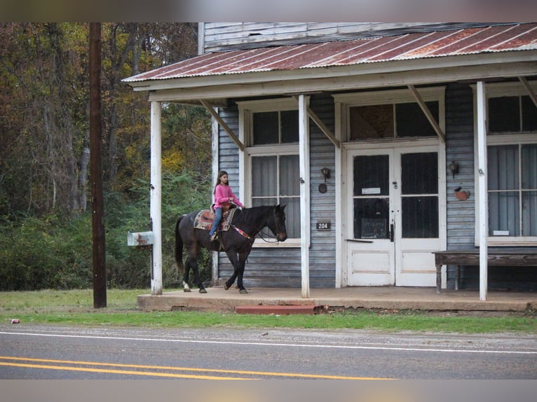 American Quarter Horse Castrone 14 Anni 150 cm Baio roano in Rusk TX