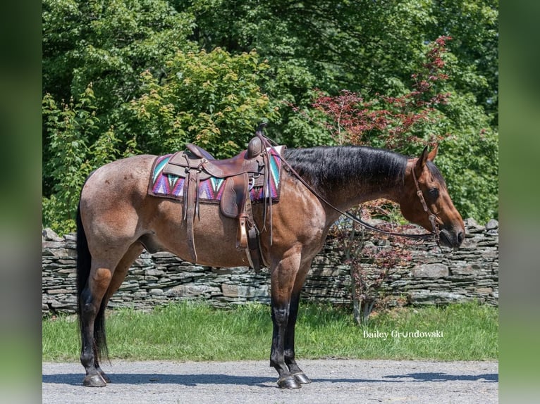 American Quarter Horse Castrone 14 Anni 150 cm Baio roano in Everett PA