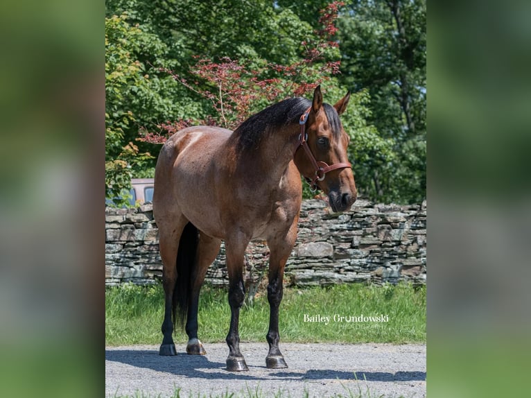 American Quarter Horse Castrone 14 Anni 150 cm Baio roano in Everett PA