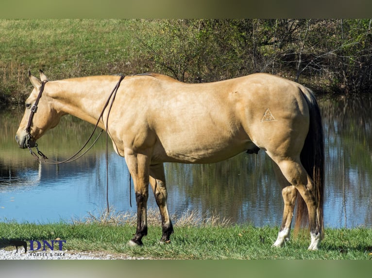 American Quarter Horse Castrone 14 Anni 150 cm Falbo in Henderson