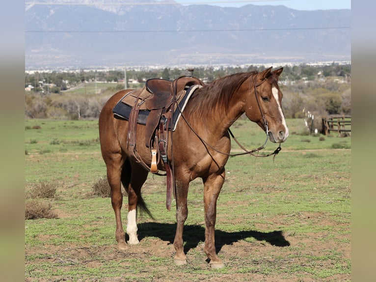 American Quarter Horse Castrone 14 Anni 150 cm Falbo in Norco