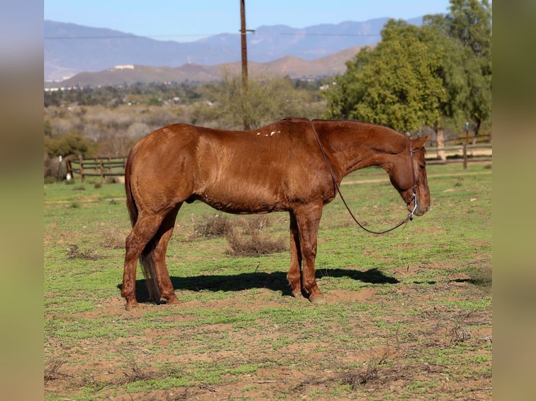 American Quarter Horse Castrone 14 Anni 150 cm Falbo in Norco
