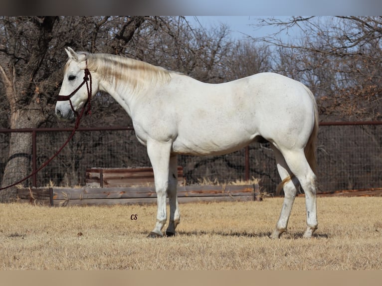 American Quarter Horse Castrone 14 Anni 150 cm Grigio in Jacksboro, TX