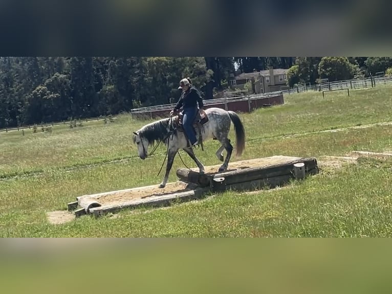 American Quarter Horse Castrone 14 Anni 150 cm Grigio in Paicines CA