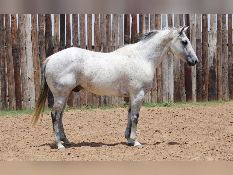 American Quarter Horse Castrone 14 Anni 150 cm Grigio pezzato in Morgan Mill TX