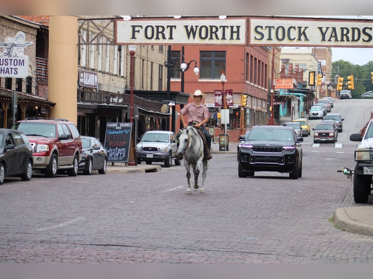 American Quarter Horse Castrone 14 Anni 150 cm Grigio pezzato in Morgan Mill TX